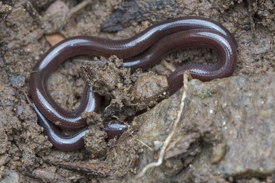 Image of Indotyphlops Hedges, Marion, Lipp, Marin & Vidal 2014