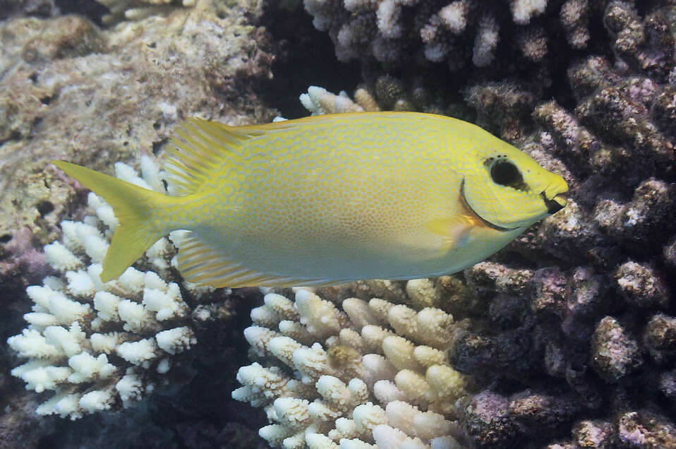 Image of Black-eyed rabbitfish