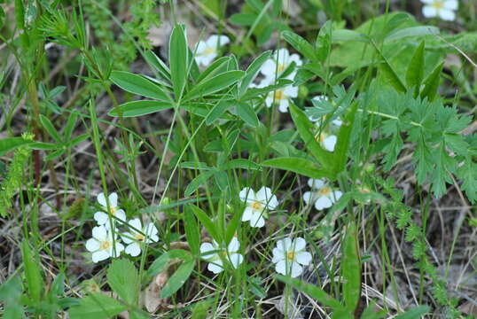 Image of White Cinquefoil