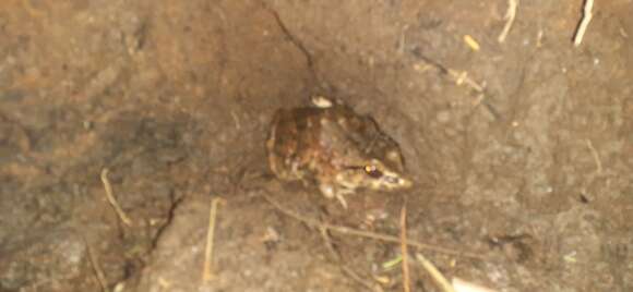 Image of Fanged River Frog