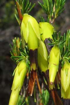 Image of Erica melastoma Andr.