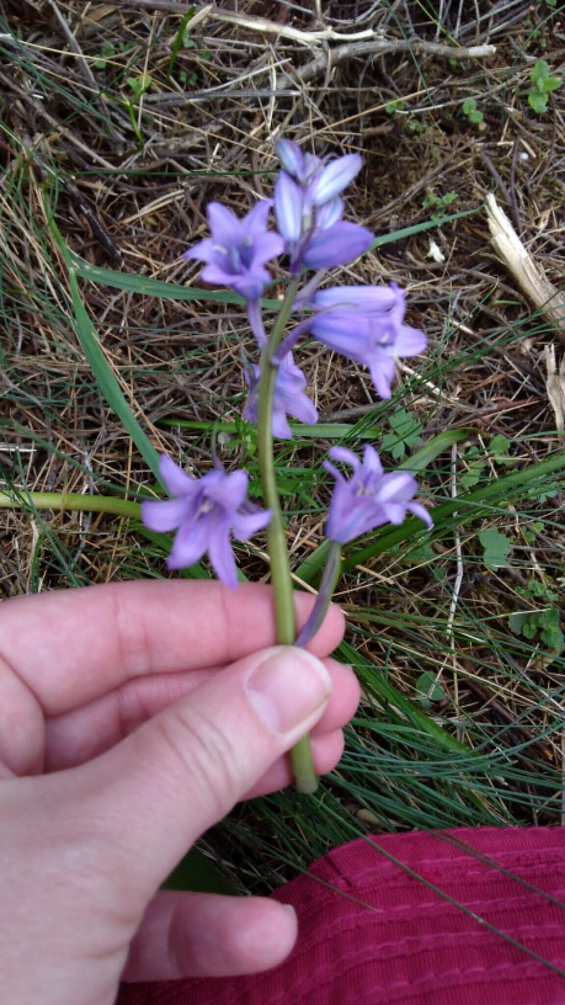 Image of Hispanic hyacinthoides