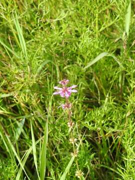 Image of Stachys harleyana A. Pool