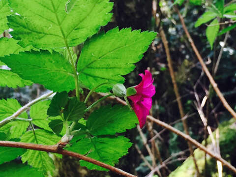 Image of salmonberry