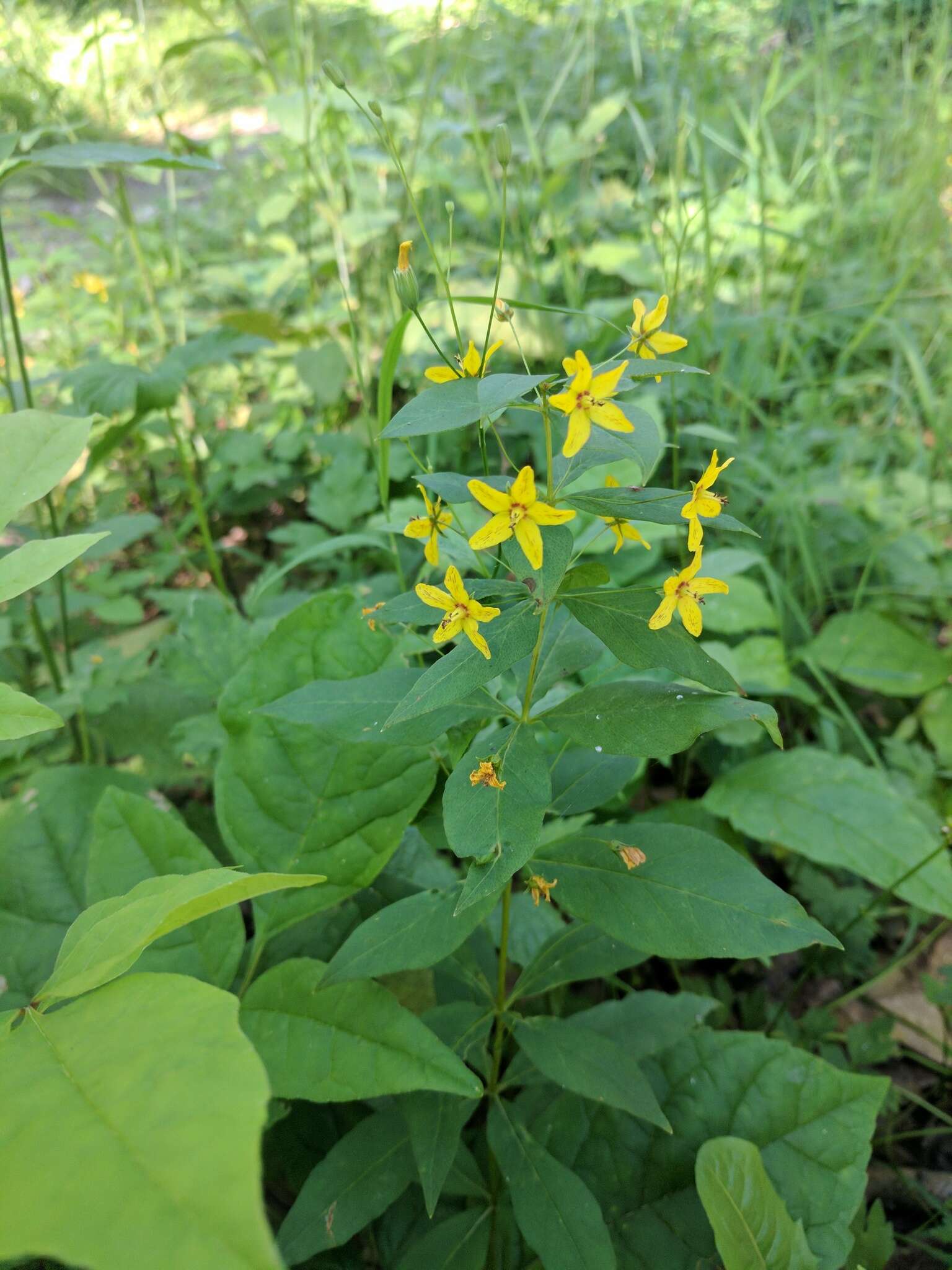 Image of whorled yellow loosestrife