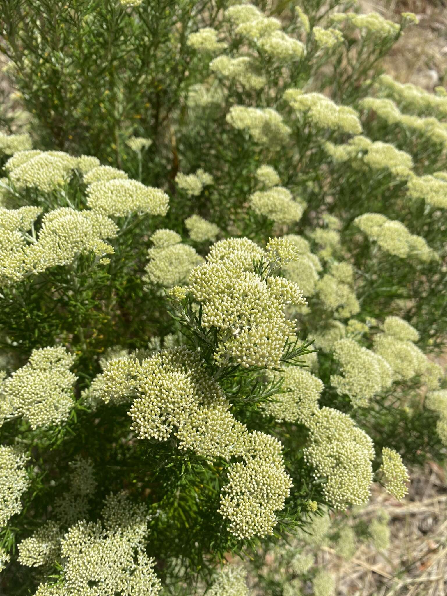 Image of <i>Cassinia complanata</i>