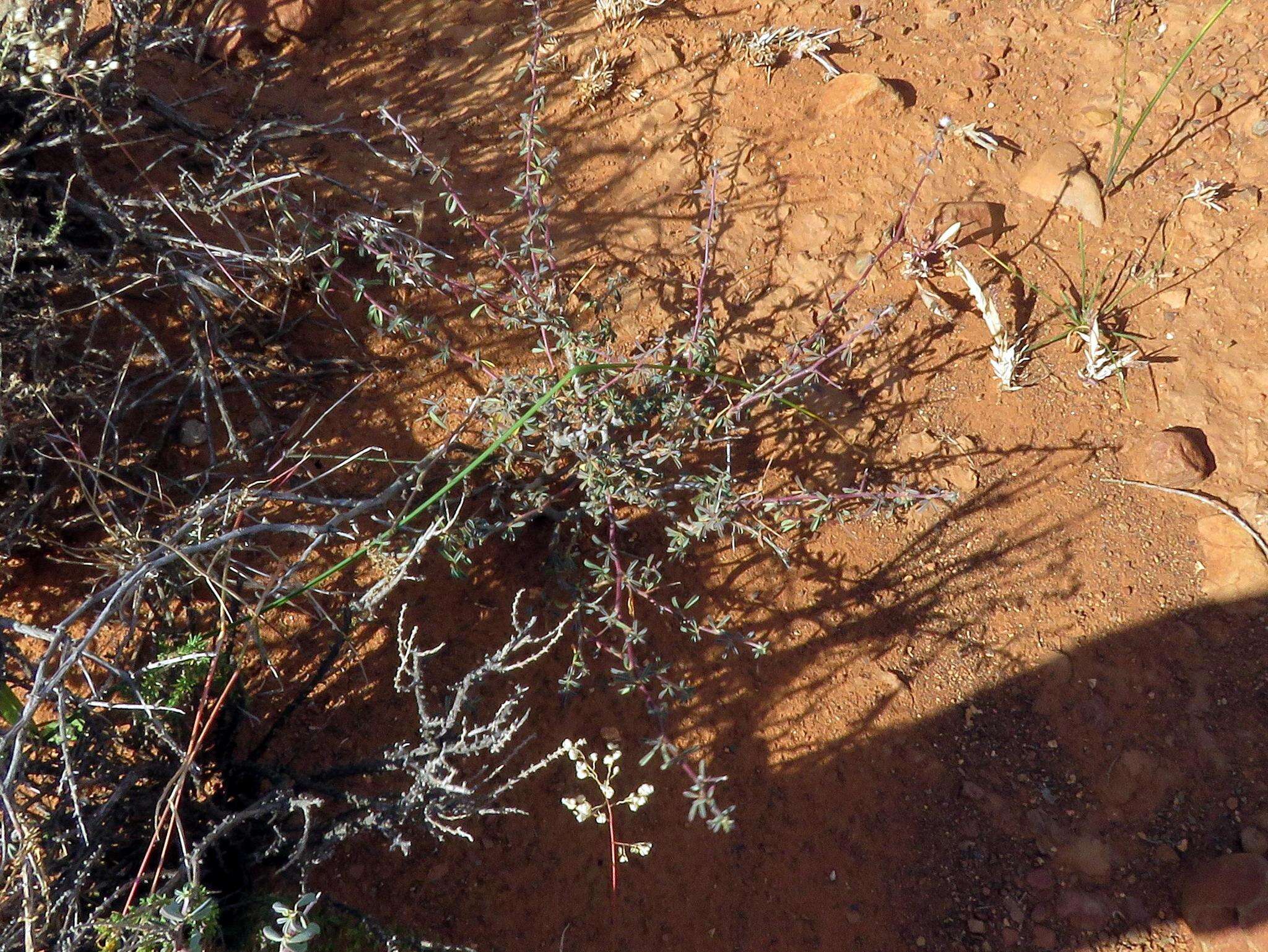 Plancia ëd Indigofera sessiliflora DC.