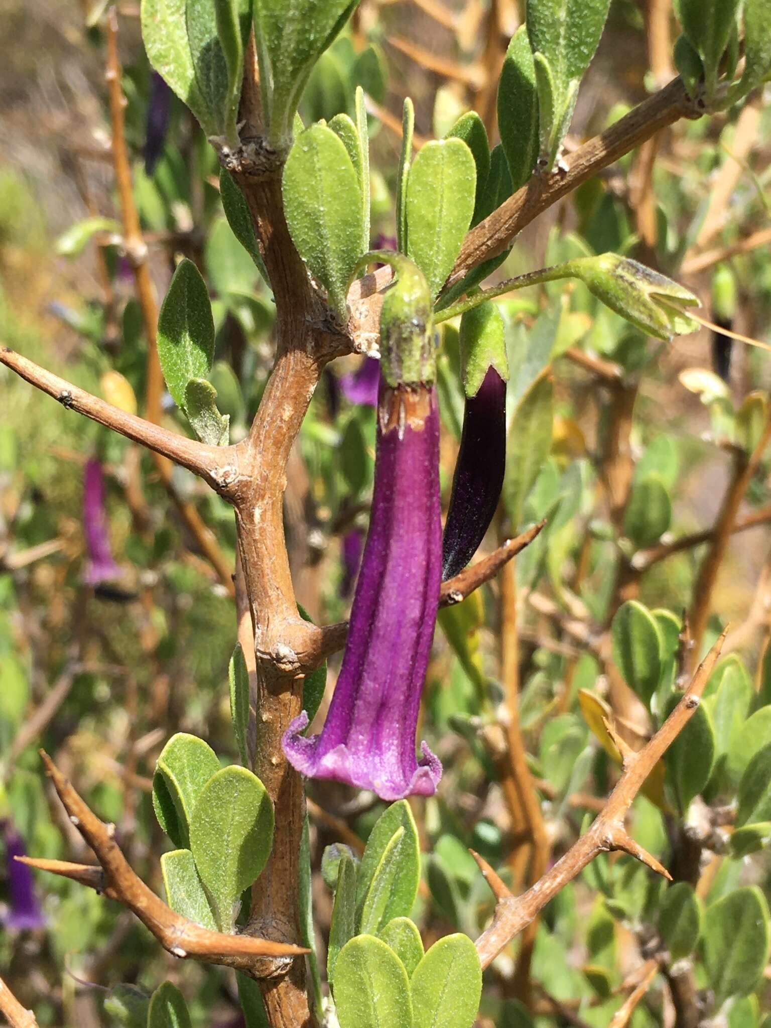 Image of Dunalia spinosa (Meyen) Damm.