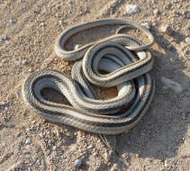 Image of Mountain Patchnose Snake