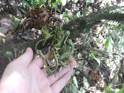 Image of redscale scaly polypody