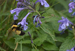 Image of Bombus melanurus Lepeletier 1836