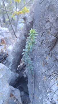 Image of Sedum calcicola Robinson & Greenm.