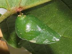 Image of Green-veined Charaxes