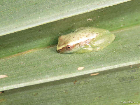 Image of Dendropsophus minusculus (Rivero 1971)