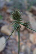 Sivun Cyperus decurvatus (C. B. Clarke) C. Archer & Goetgh. kuva