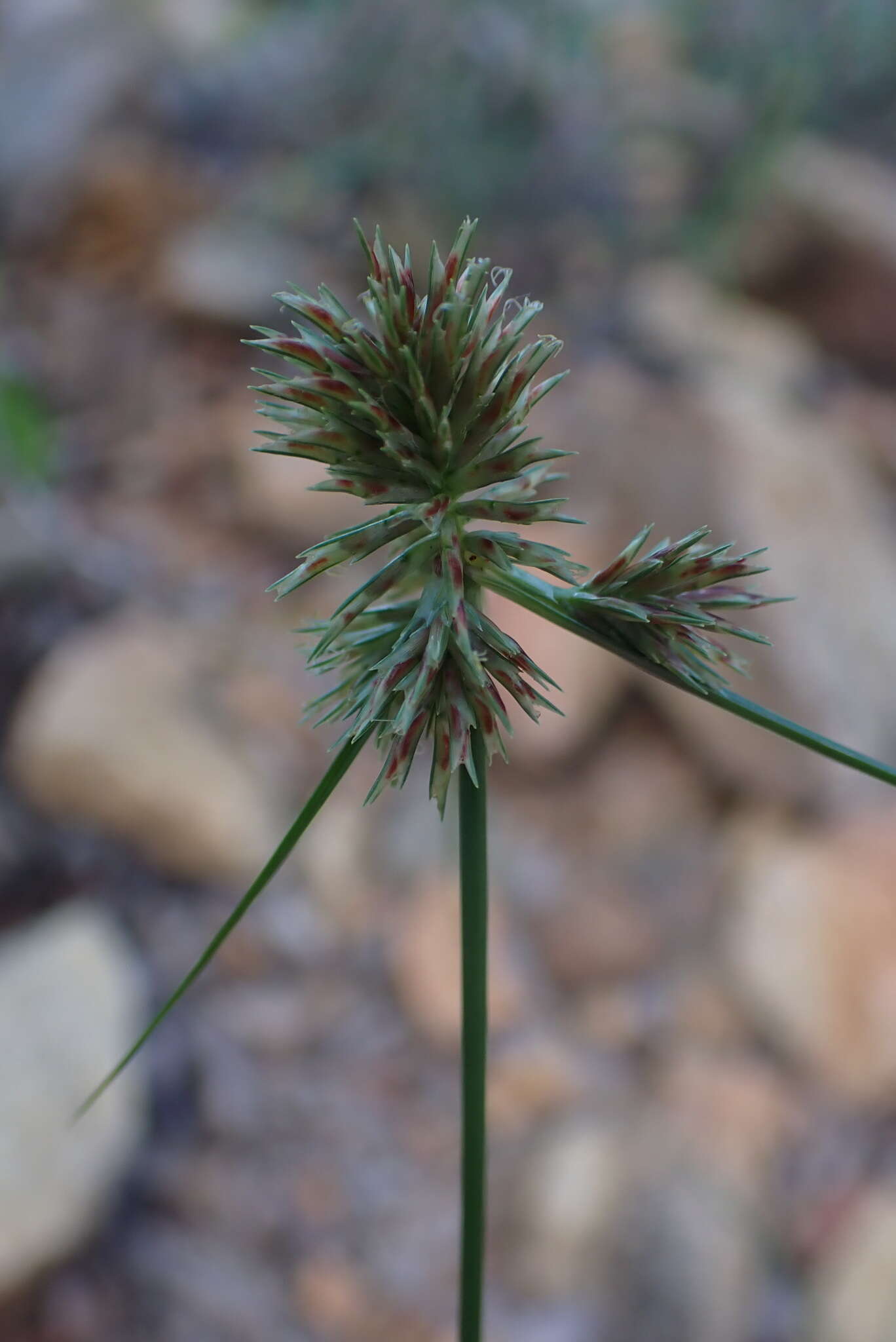 Sivun Cyperus decurvatus (C. B. Clarke) C. Archer & Goetgh. kuva