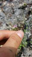 Image of splitleaf gilia