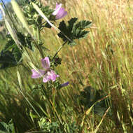 Imagem de Malva multiflora (Cav.) Soldano & Banfi