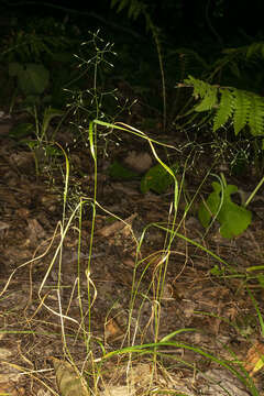 Image of upland bentgrass