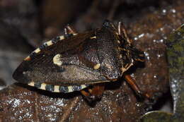 Image of <i>Pinthaeus sanguinipes</i>