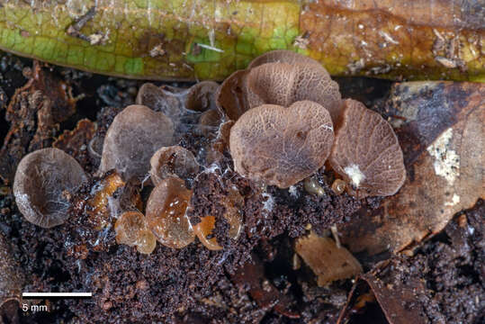 Image de Resupinatus merulioides Redhead & Nagas. 1987