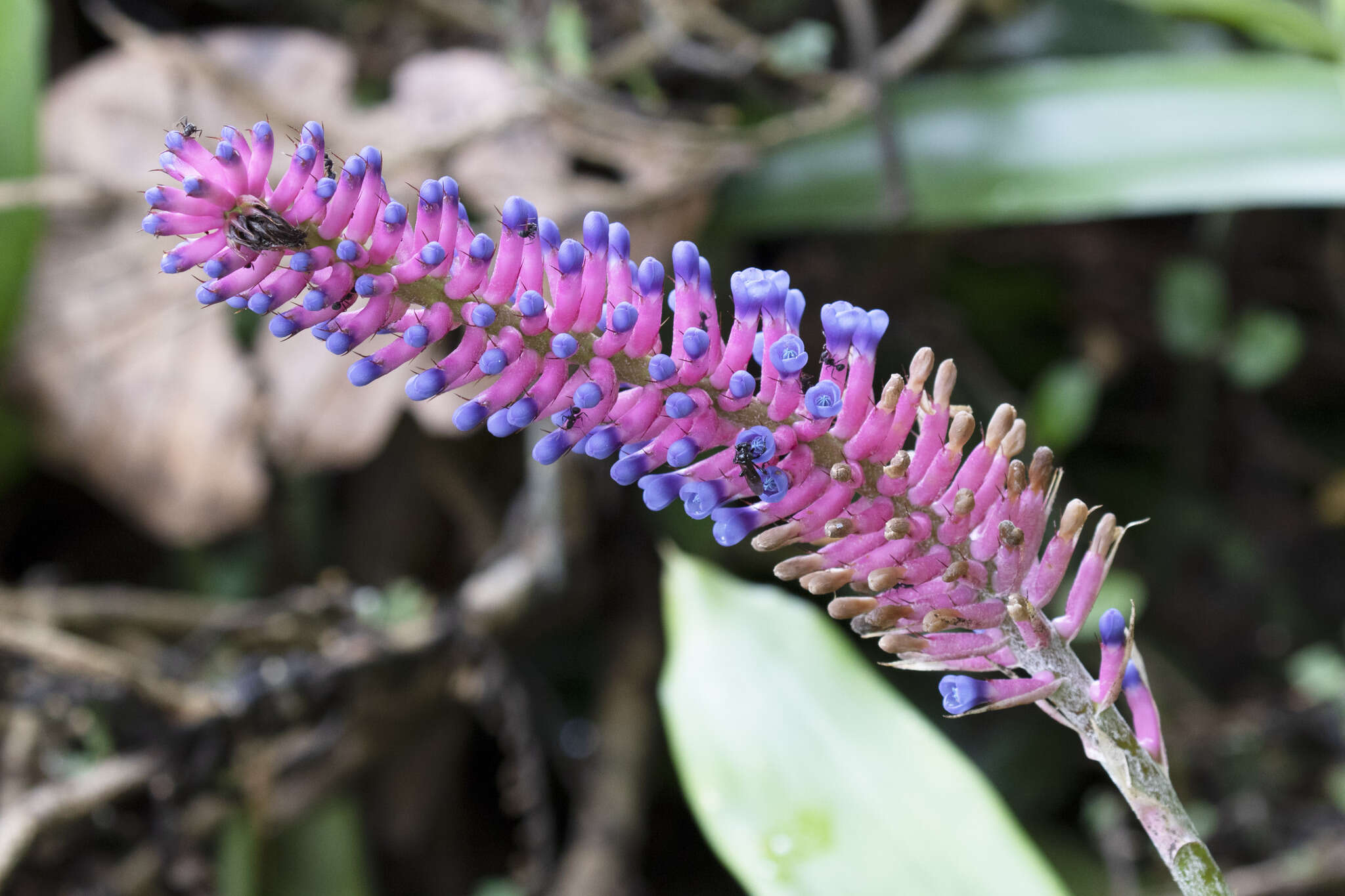 Image of Aechmea gamosepala Wittm.