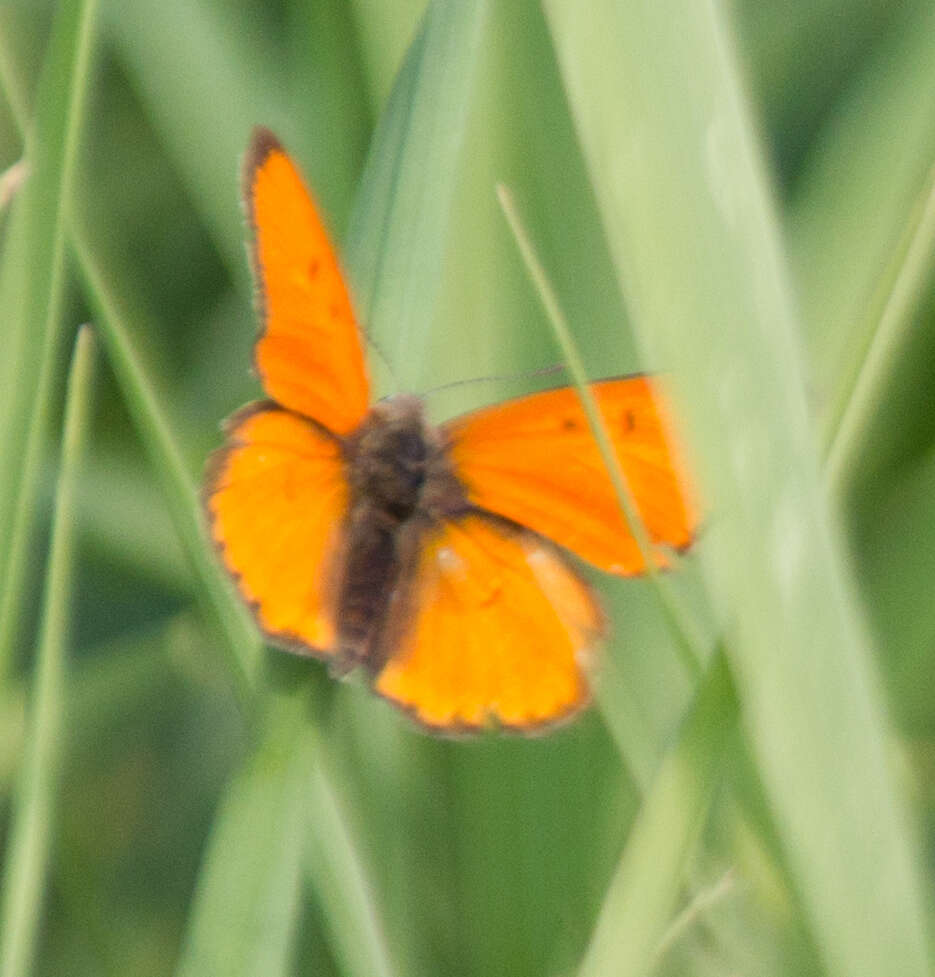 Image of Lycaena dispar rutilus (Werneburg 1864)