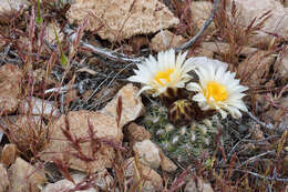 Image of Brady's Hedgehog Cactus