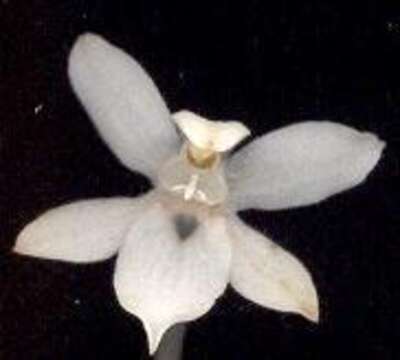 Image of Aerangis mystacidii (Rchb. fil.) Schltr.