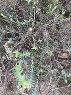 Image of Darwinia citriodora (Endl.) Benth.