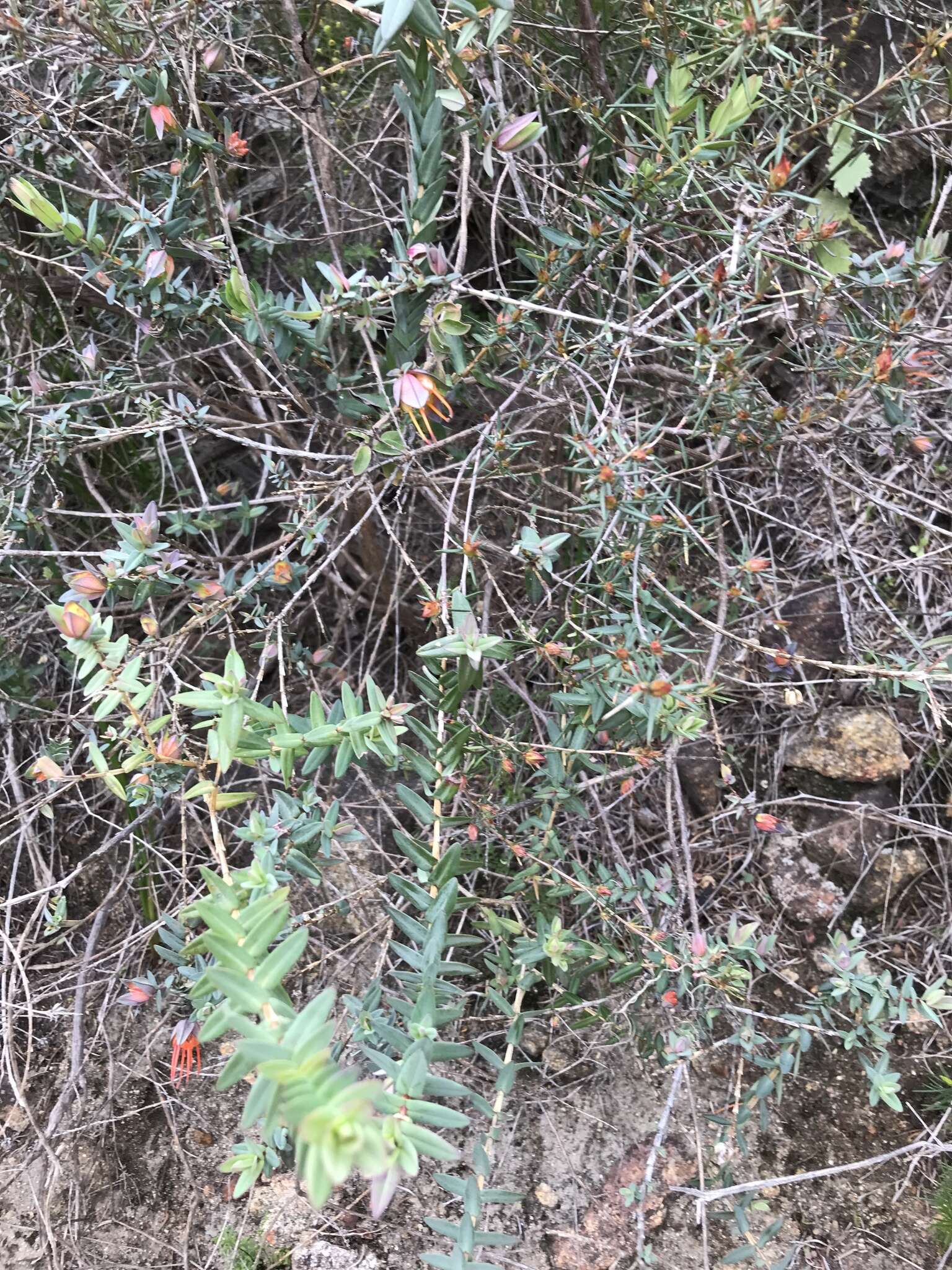 Image of Darwinia citriodora (Endl.) Benth.