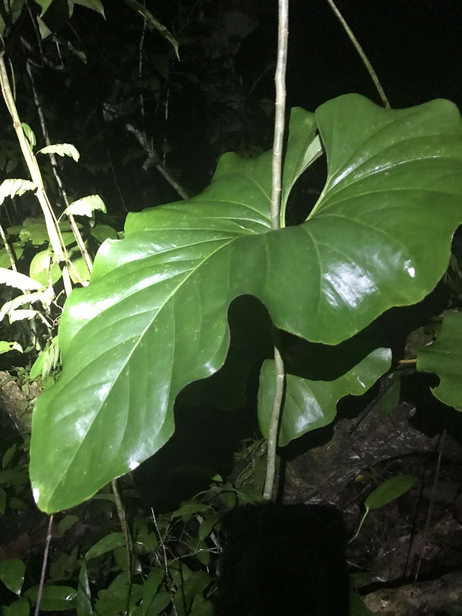 Image of Anthurium brownii Mast.