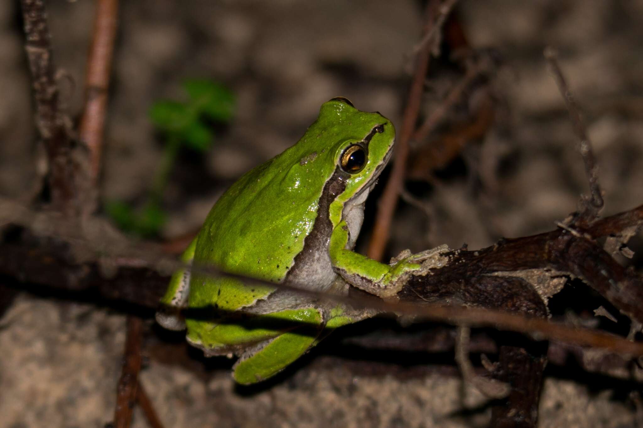 Image of Lemon-yellow tree frog