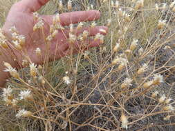 Plancia ëd Klasea erucifolia (L.) Greuter & Wagenitz