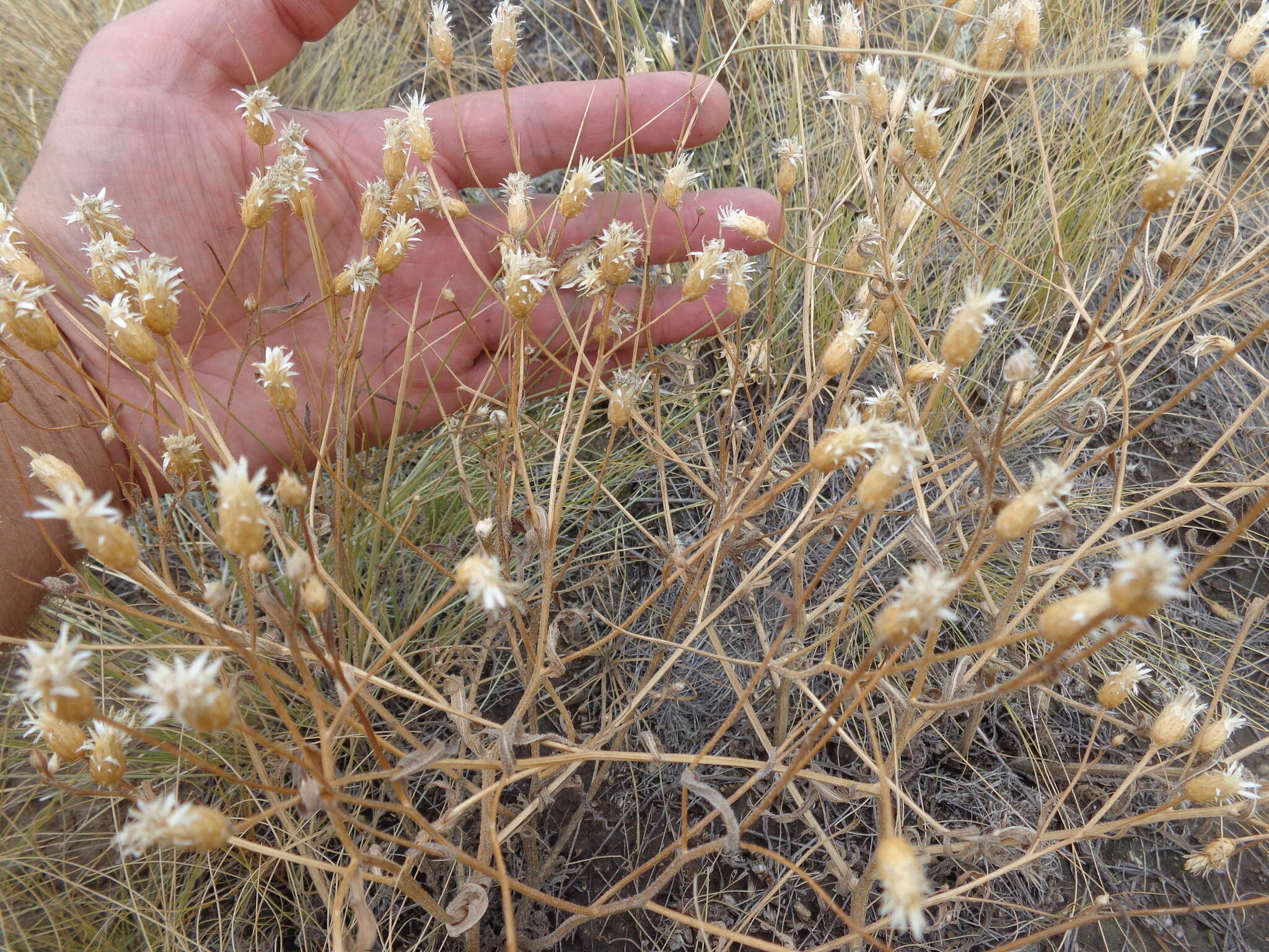 Plancia ëd Klasea erucifolia (L.) Greuter & Wagenitz