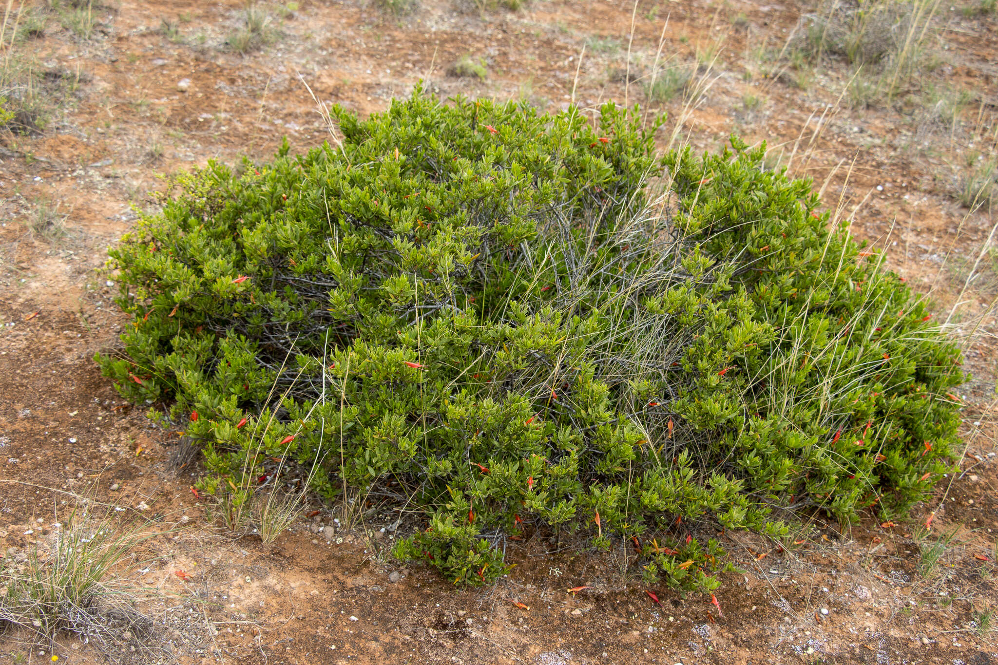 صورة Eremophila glabra subsp. glabra