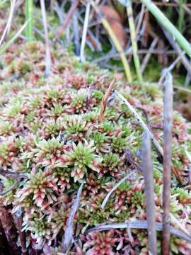 Sphagnum violascens C. Müller 1887的圖片