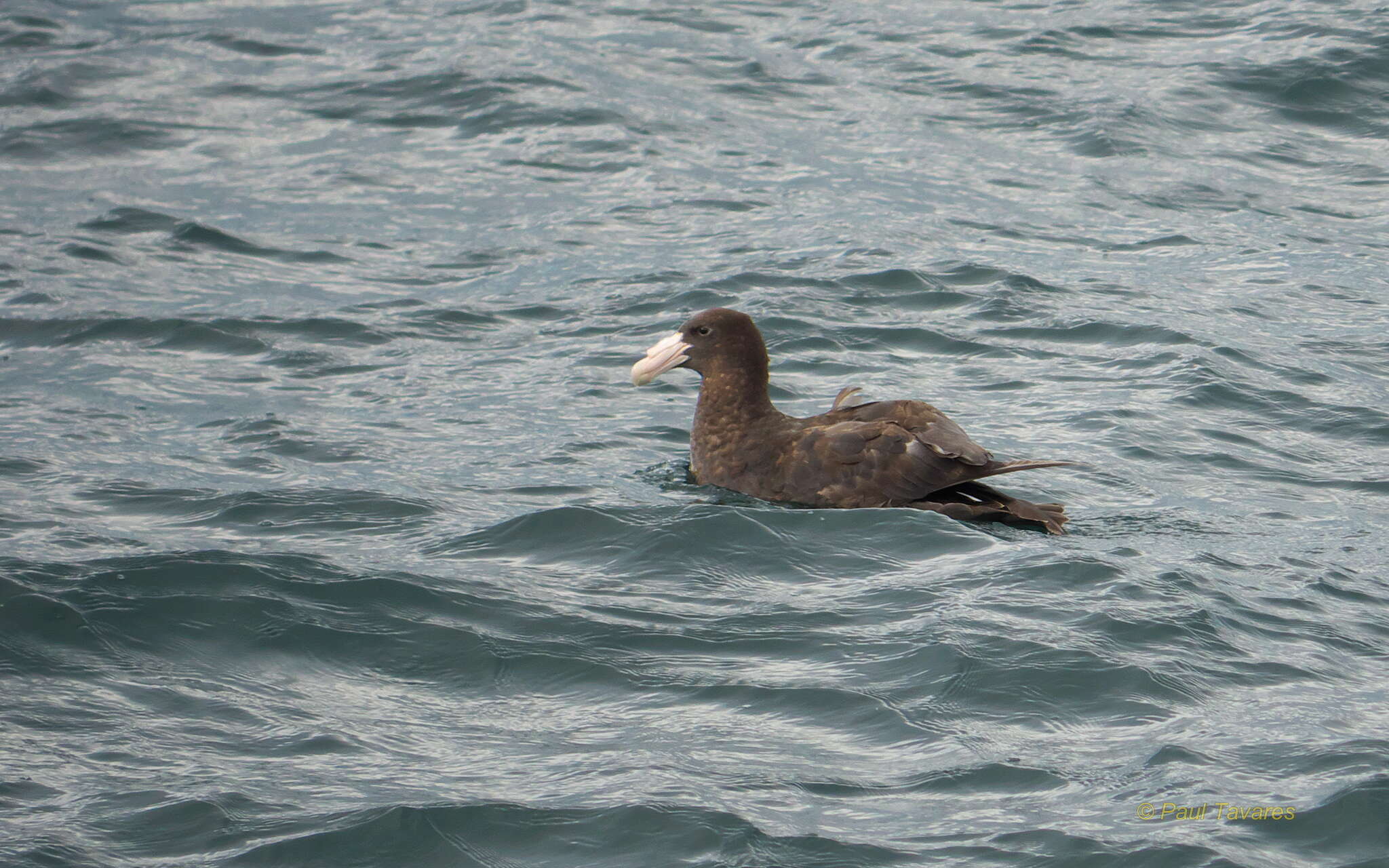 Image of Antarctic Giant-Petrel