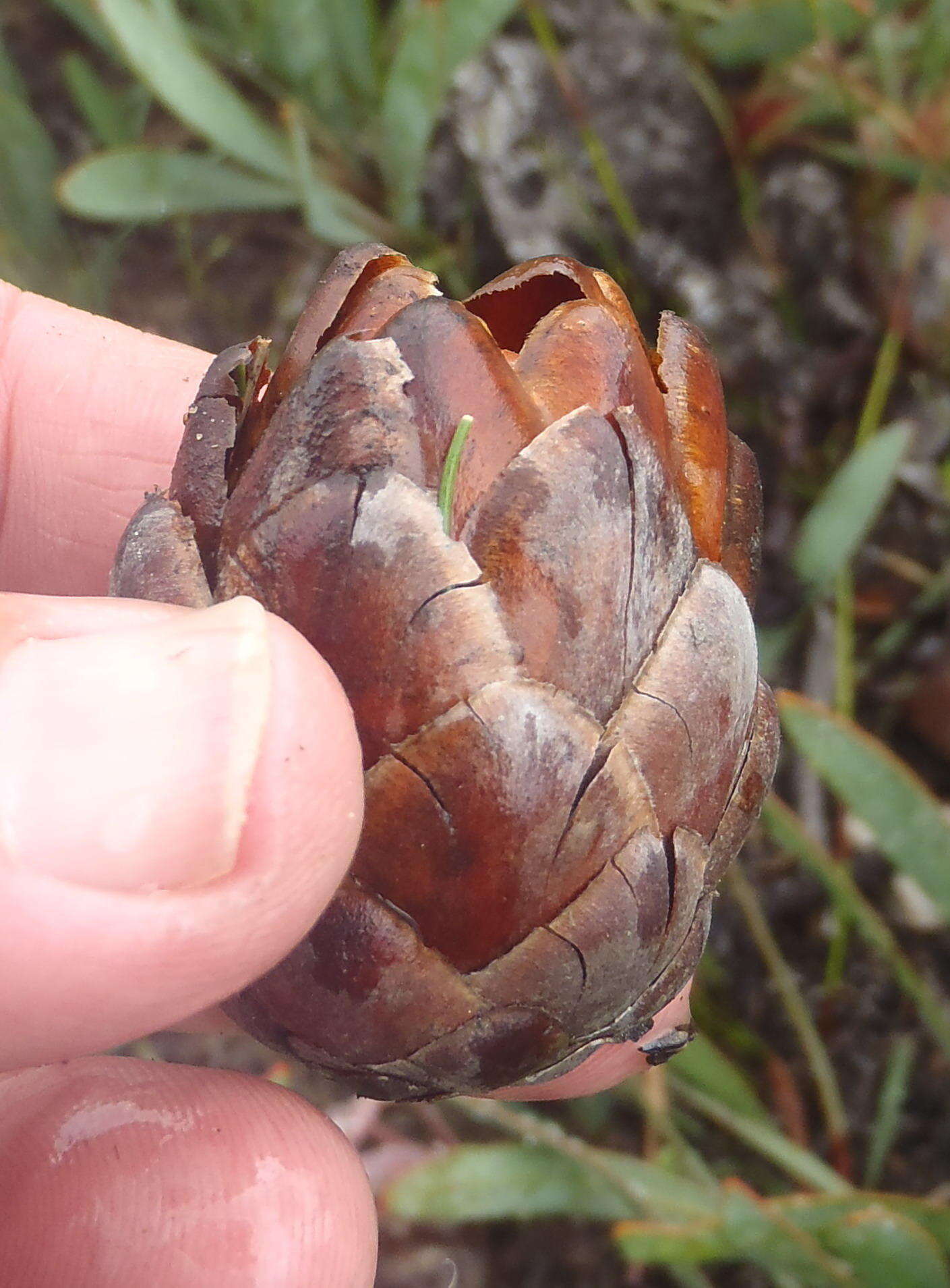 Image of Protea vogtsiae Rourke