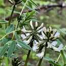 Astragalus robbinsii var. harringtonii (Rydb.) Barneby的圖片