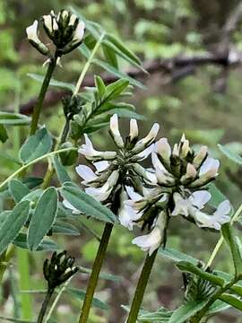 Astragalus robbinsii var. harringtonii (Rydb.) Barneby的圖片