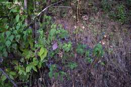 Image of Salvia roscida Fernald