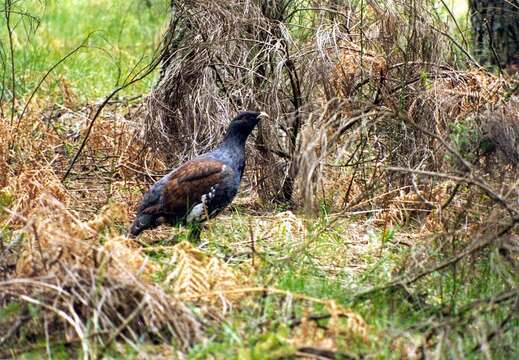 Image of Cantabrian capercaillie