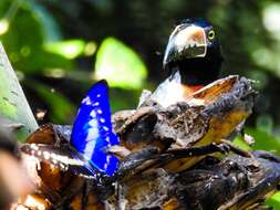 Image of Morpho cypris bugaba Staudinger