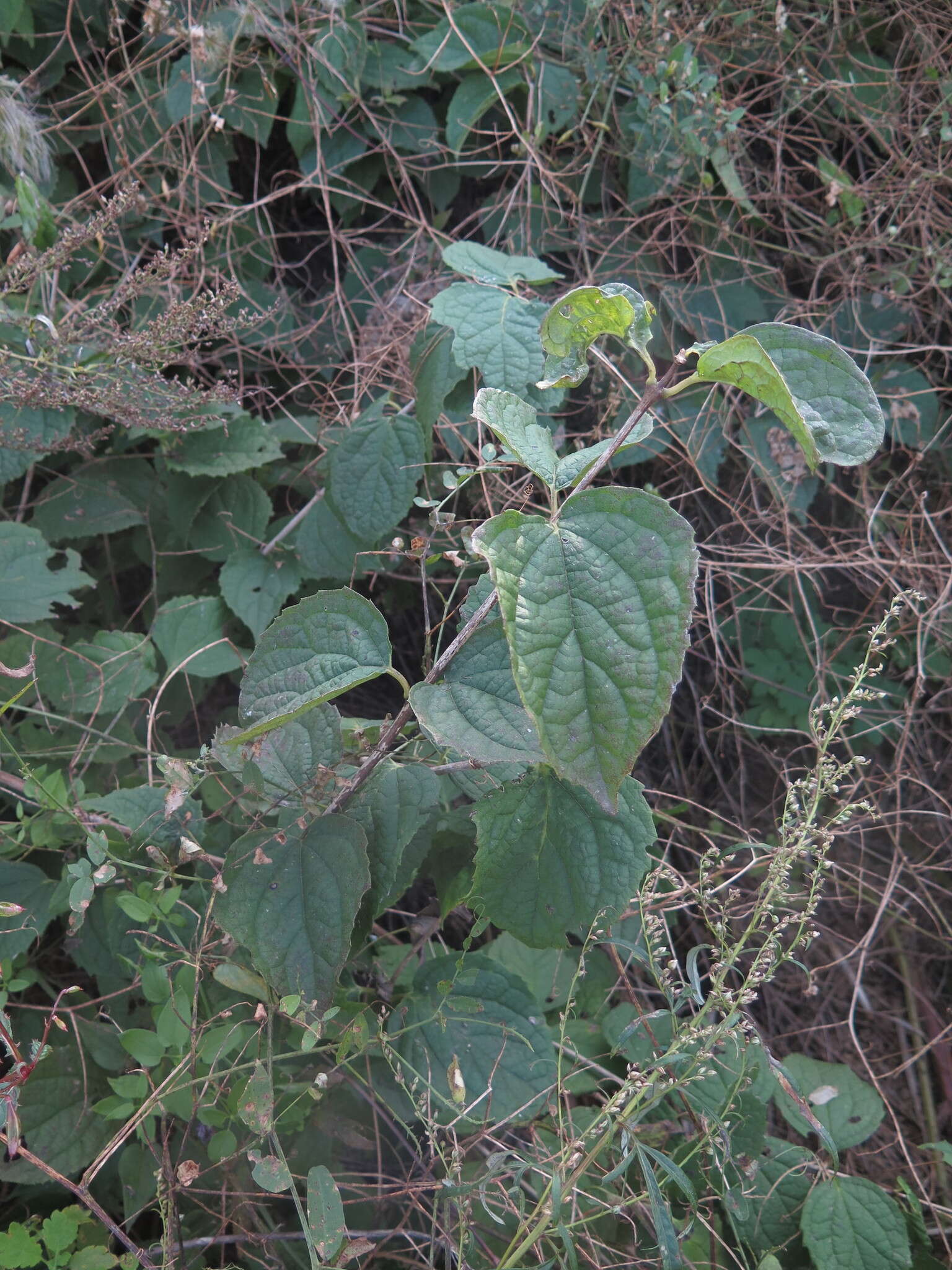 Image of Philadelphus tenuifolius Rupr. & Maxim.