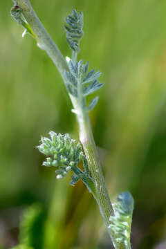 Image of Anthemis marschalliana Willd.