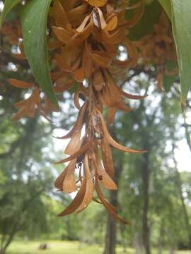 Image of Ruprechtia laxiflora Meisn.