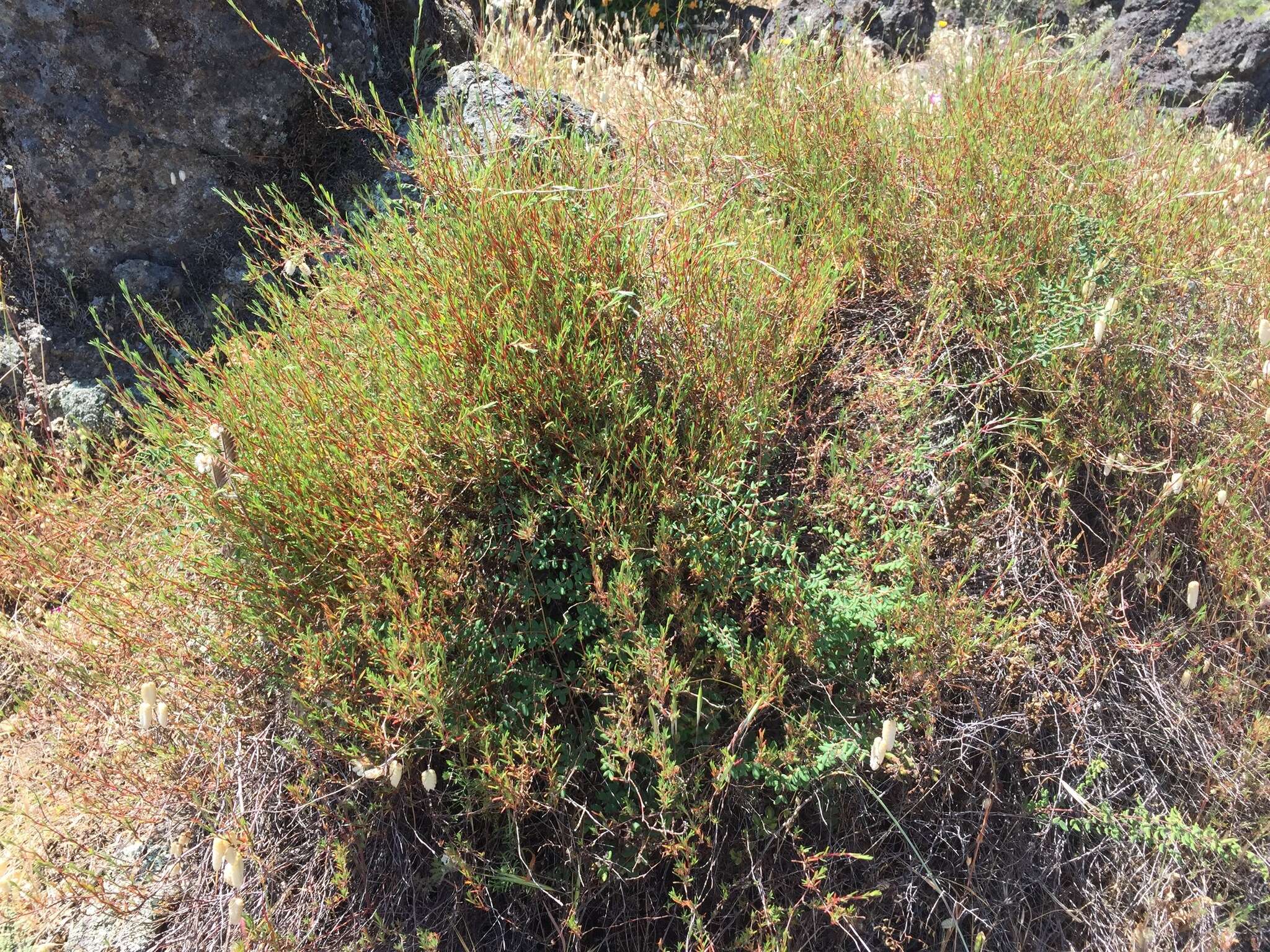 Image of Bolander's knotweed