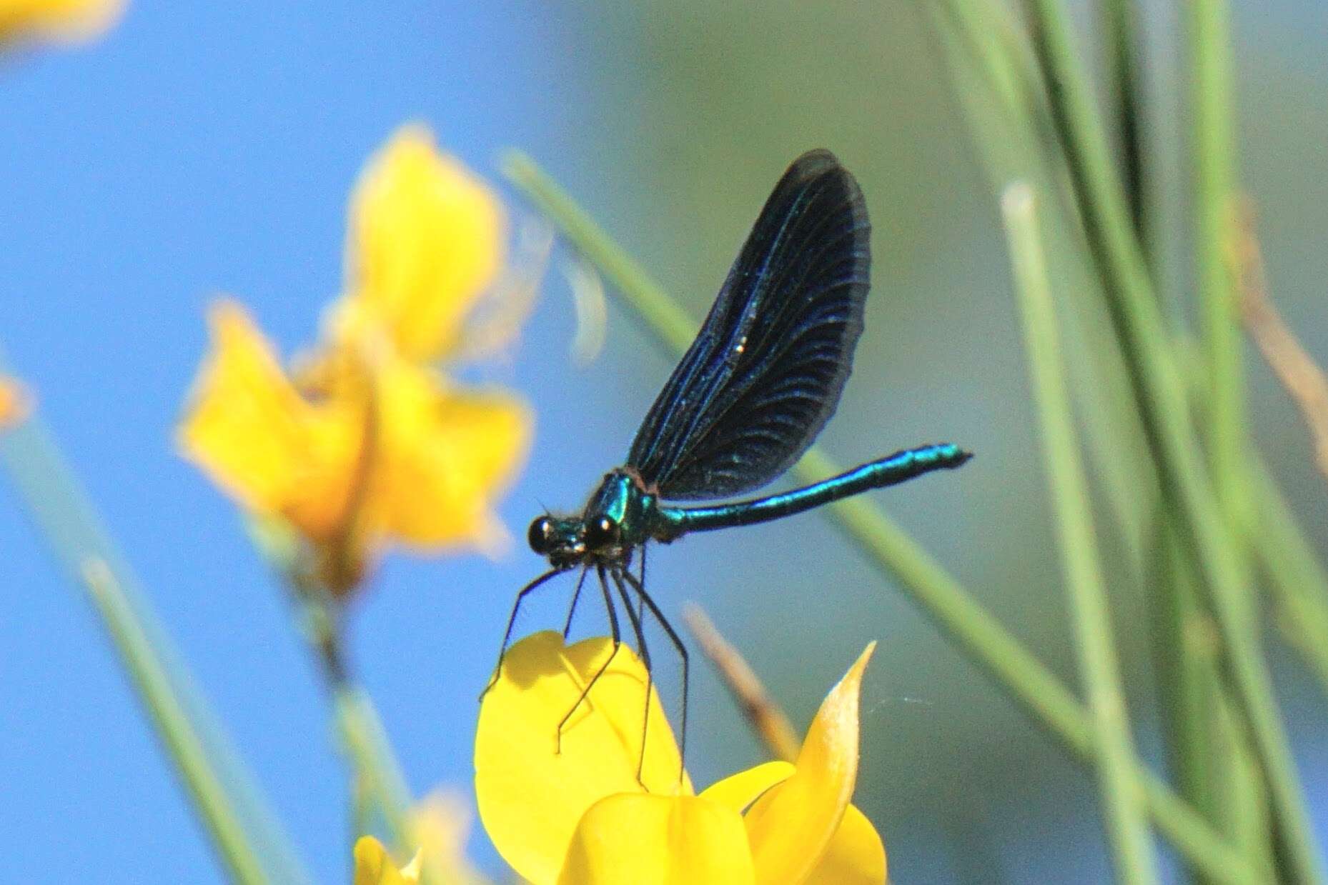 Image of <i>Calopteryx virgo festiva</i>