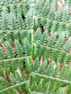 Image of Athyrium oppositipennum Hayata